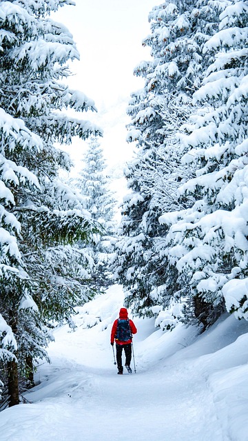 Mens, Bomen, Sneeuw, Pad, Winter, Koud