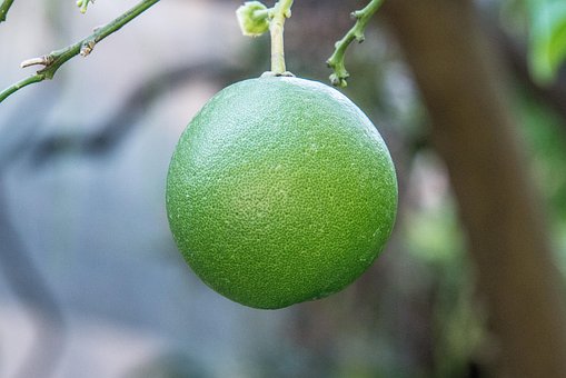 Grapefruit, Ovoce, Citrón, Citrus