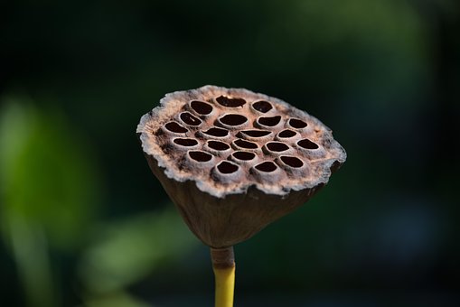Lotus, Semínko, Porost Osiva