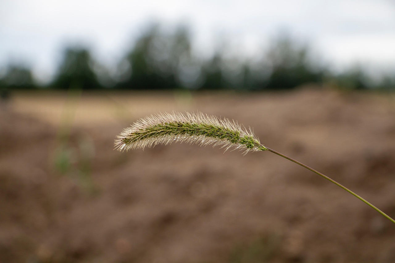 Feld Grashalm Nahaufnahme Kostenloses Foto Auf Pixabay Pixabay