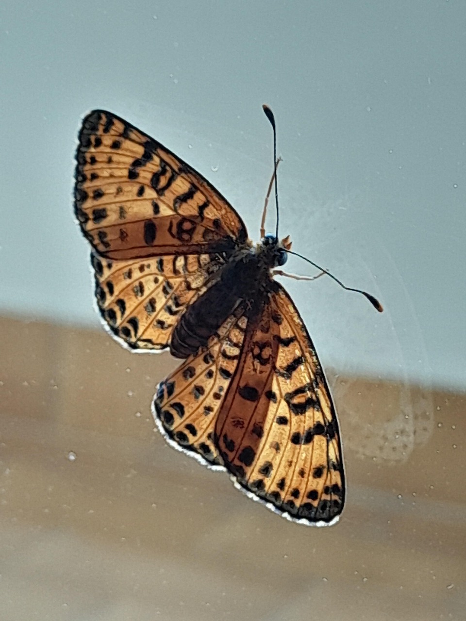 Insecte Papillon Ali - Photo gratuite sur Pixabay - Pixabay