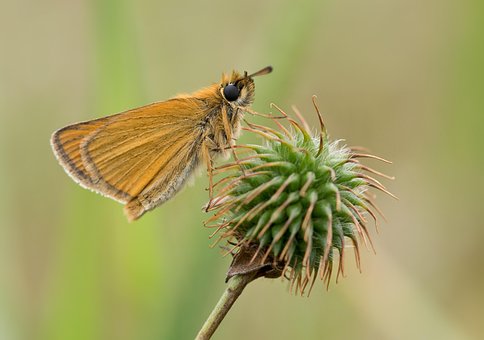 Kapitän, Schmetterling, Insekt, Natur