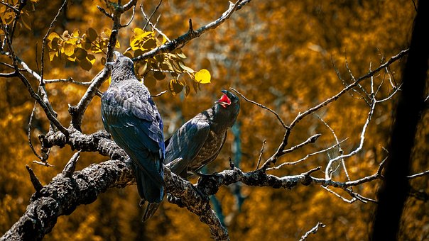 Aves, Aves De Corral, Cuervos, Animales