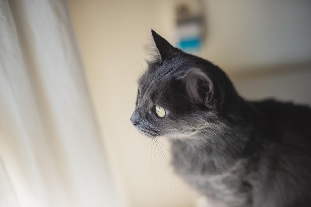 Kat, Grijze Kat, Dier, Natuur, Katachtig
