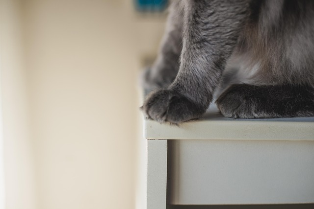 Kat, Katten, Grijs, Foto, Dier, Licht