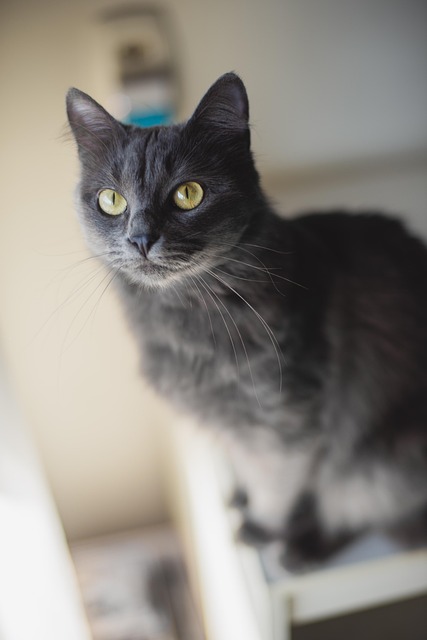 Kat, Grijze Kat, Dier, Katachtig