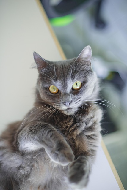 Kat, Grijze Kat, Dier, Katachtig