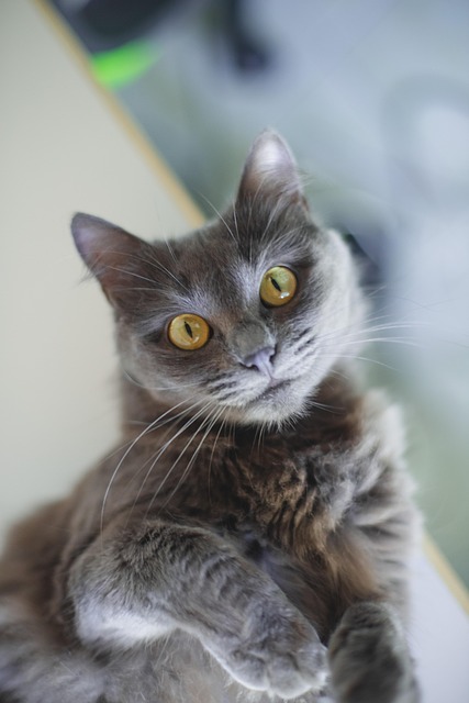 Kat, Katten, Grijs, Foto, Dier, Licht