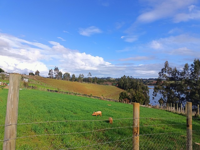 Paysage Champ Vert Nature Verte La - Image gratuite sur Pixabay - Pixabay