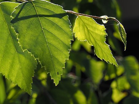 Frunze, Ușoară, Natură, Verde