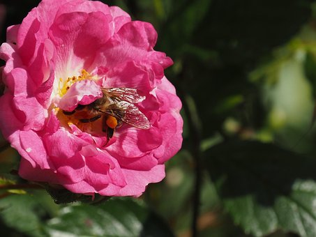 Trandafir, Albină, Natură, Insectă