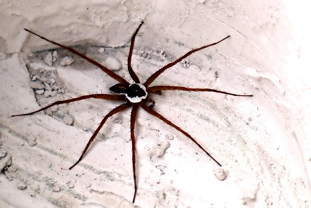 Insect Spider Entomology - Free photo on Pixabay - Pixabay