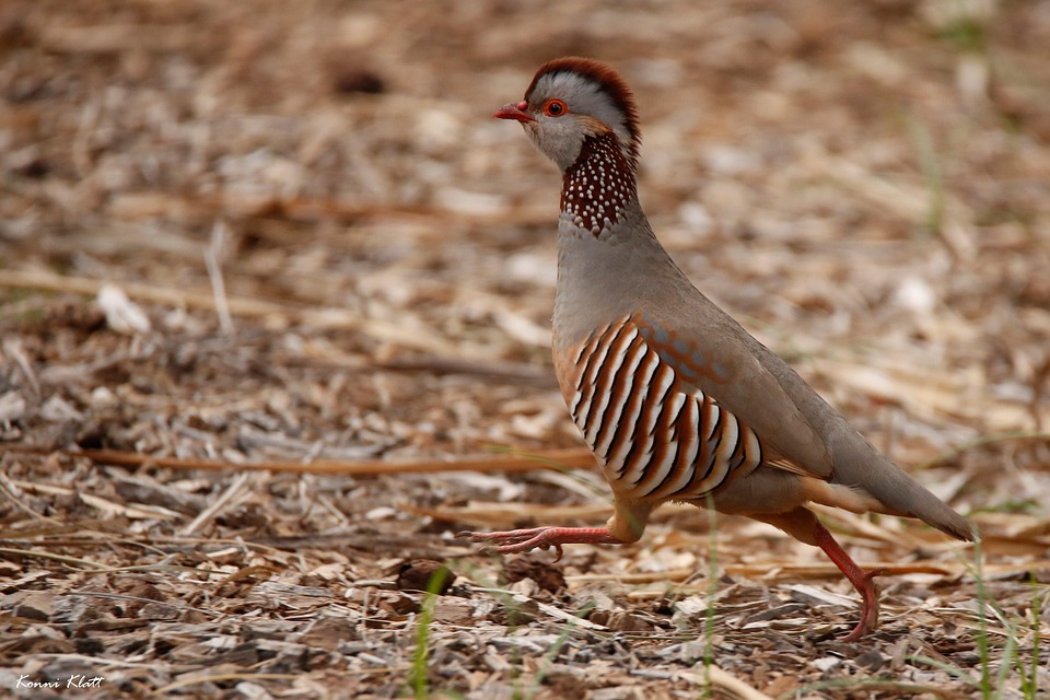 赤いヤマウズラ テネリフェ島 アレクトリス・ルーファ - Pixabayの無料写真 - Pixabay