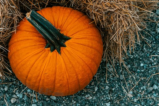 Free Pumpkin Fall photo and picture