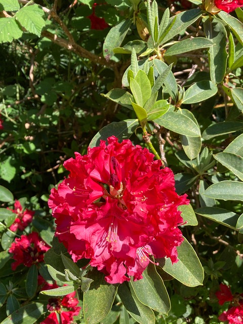 Blomst, Natur, Seelegermoor, Schweiz
