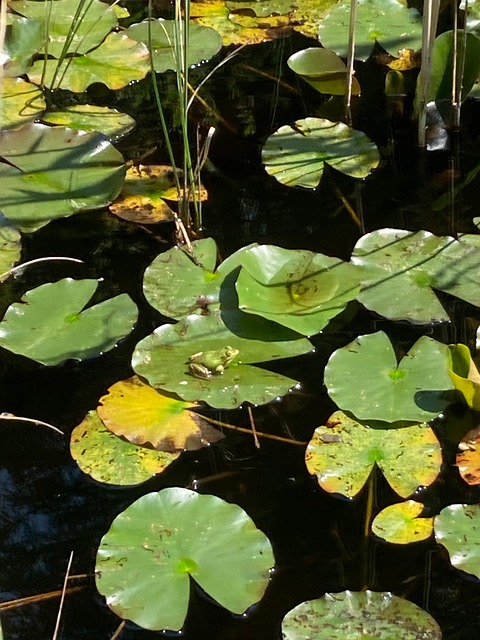 Frø, Dam, Lilje Pad, Blad, Natur, Grøn