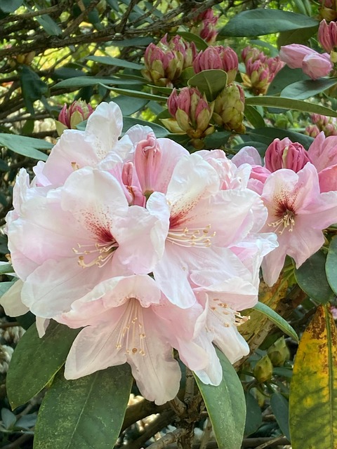 Rhododendron, Blomstre, Blomst