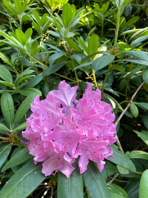 Rhododendron, Blomstre, Plante, Blomst