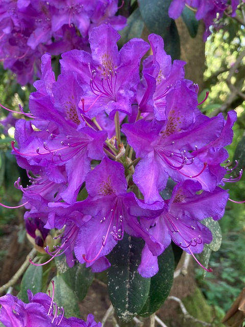 Rhododendron, Violet, Natur, Blomst