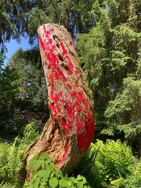 Træstamme, Natur, Træ, Skov, Rød, Bark
