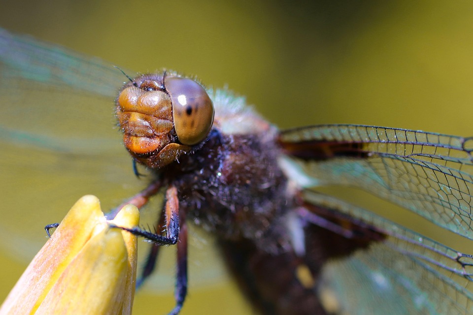 Dragonfly Insect Compound Eyes - Free photo on Pixabay