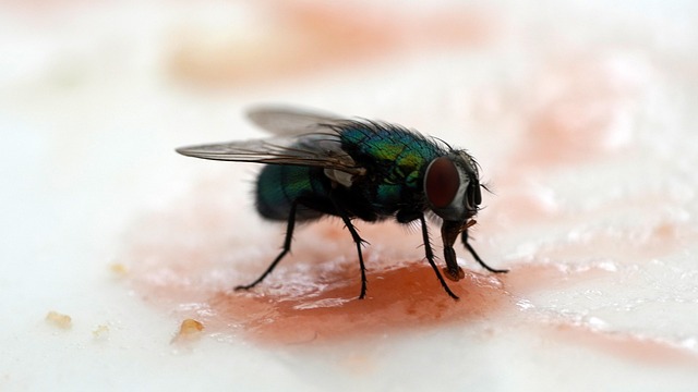 Fly Insec Fly Housefly Insect - Free photo on Pixabay