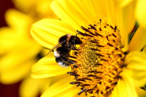 Free Bumblebee Insect photo and picture