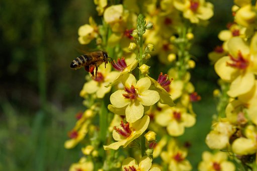 Kongelys, Bi, Bestøvning, Verbascum