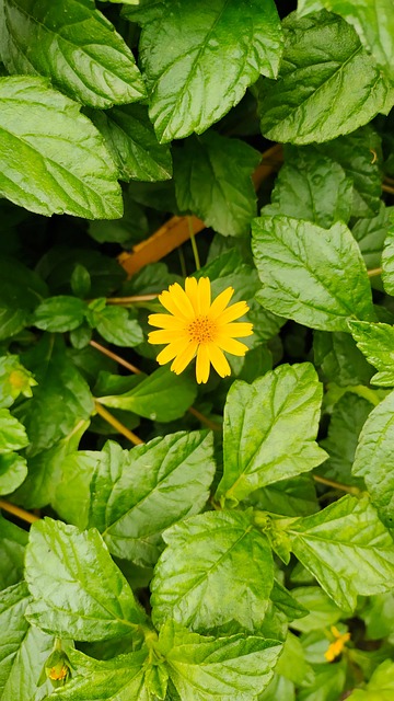 Free Wedelia Flowers photo and picture