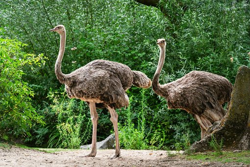 Free Birds Ostrich photo and picture