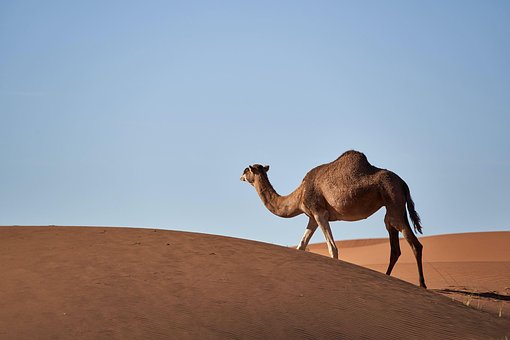 Free Camel Desert photo and picture