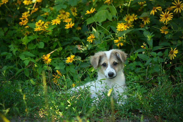 Cachorro, Animal, Filhote De Cachorro