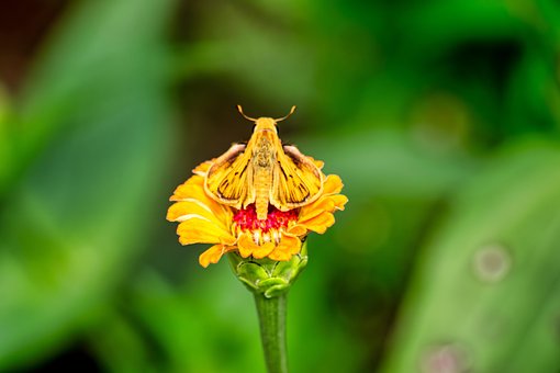 Blomst, Flora, Møl, Natur, Have, Sommer