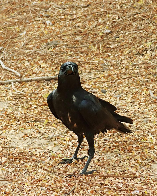 Vogel, Kraai, Raaf, Dier, Natuur
