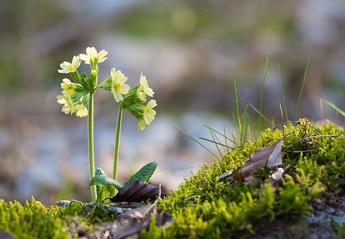 Blumen, Schlüsselblume, Primula Veris