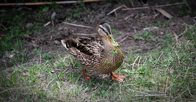 Free Duck Nature photo and picture