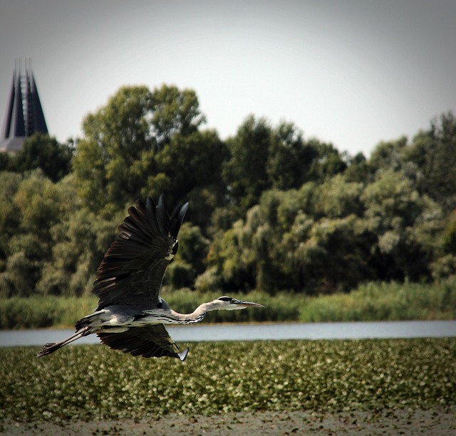 Free Grey Heron Bird photo and picture