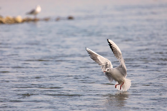 Möwe, Vogel, Tier, Flug, Flügel