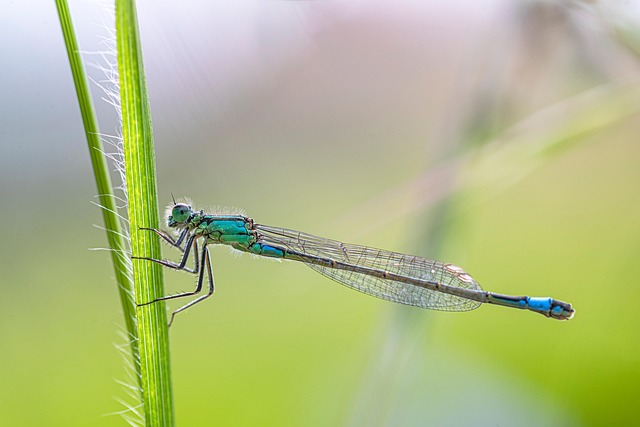 Blauschwanz-Jungfliege, Damselfly