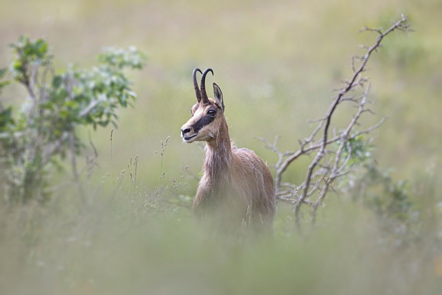 Steinbock, Tier, Säugetier, Hörner, Wald