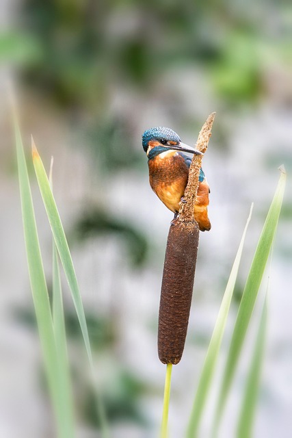 Eisvogel, Vogel, Tier, Schnabel, Federn