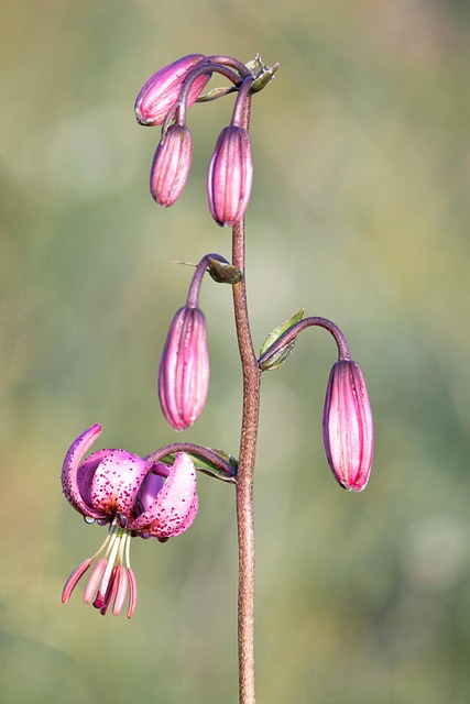 Lilie, Blumen, Pflanze, Blütenblätter
