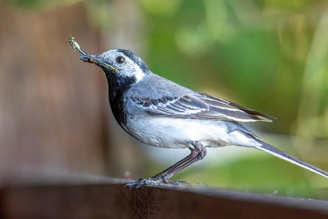 Bachstelze, Vogel, Tier, Mahlzeit