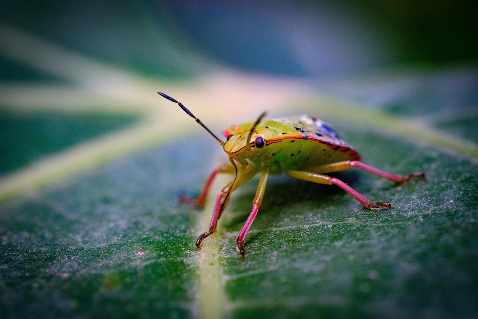 Insect Lef Bug Insect Leaf - Free photo on Pixabay - Pixabay