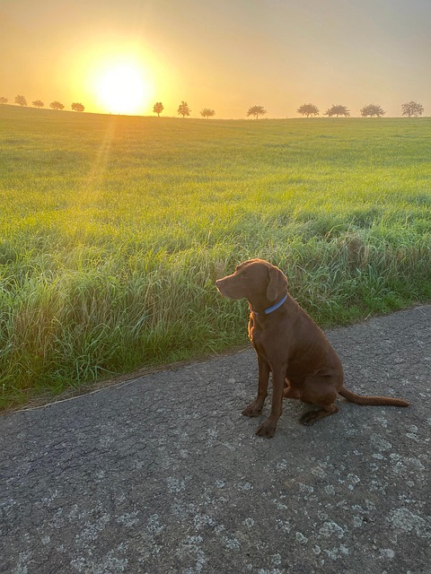 Perro, Animal Domestico, Amanecer, Regla