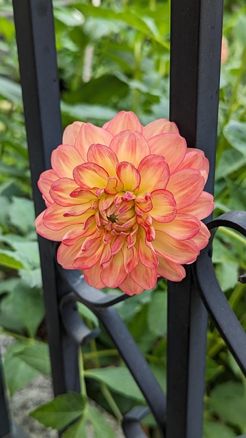 Free Dahlia Flower photo and picture