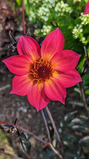 Free Dahlia Flower photo and picture