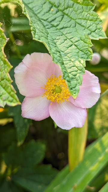 Free Japanese Anemone Flower photo and picture