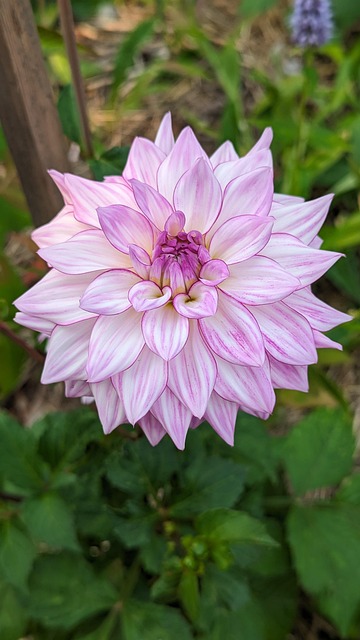 Free Flower Dahlia photo and picture