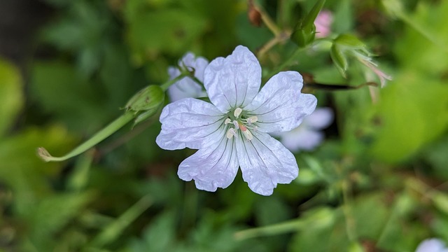 Free Flower Knotted Crane'S Bill photo and picture
